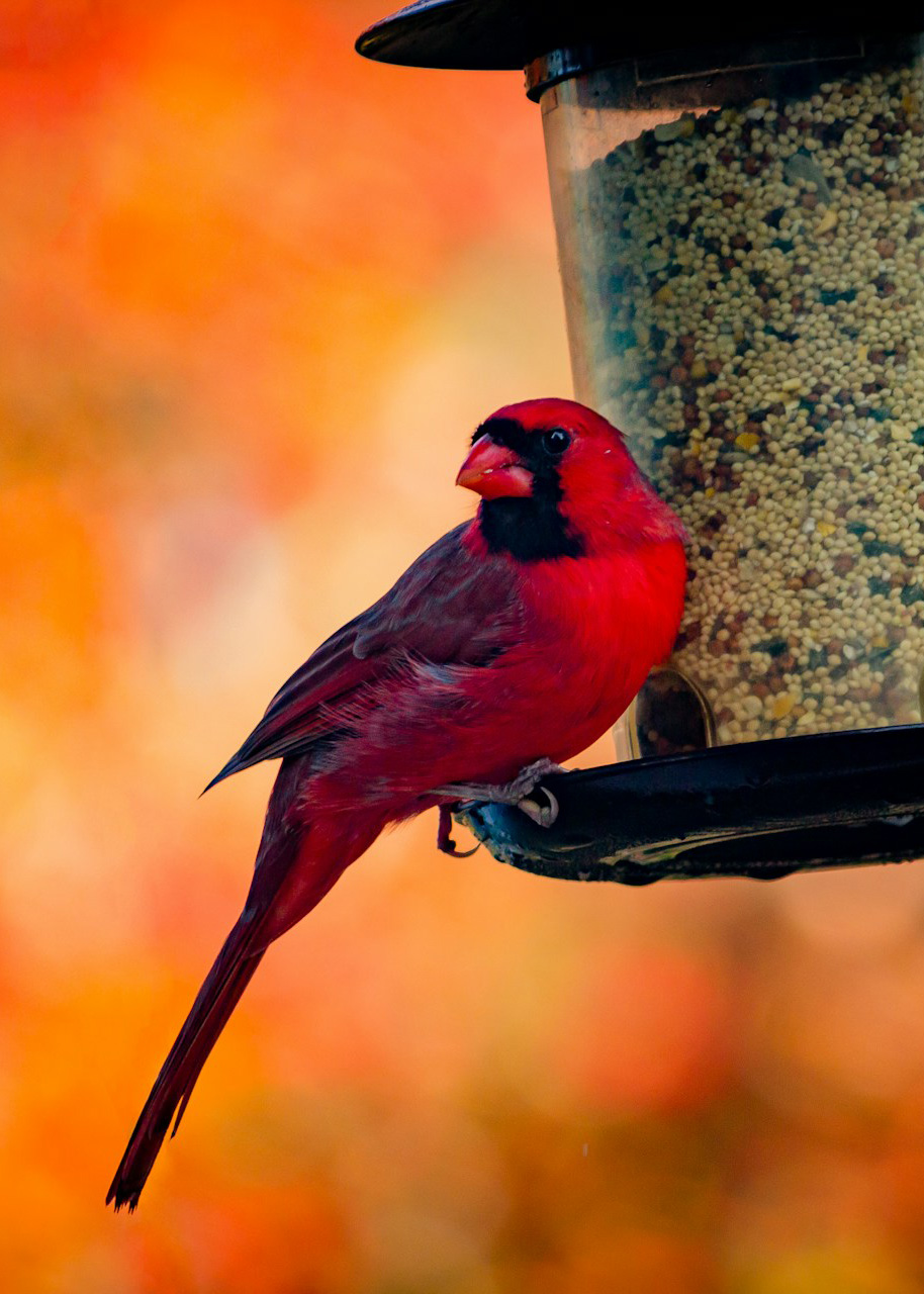 Cardinal_2_mobil