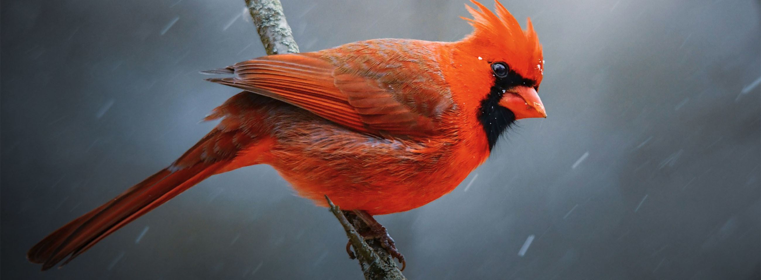 Cardinal_Banner