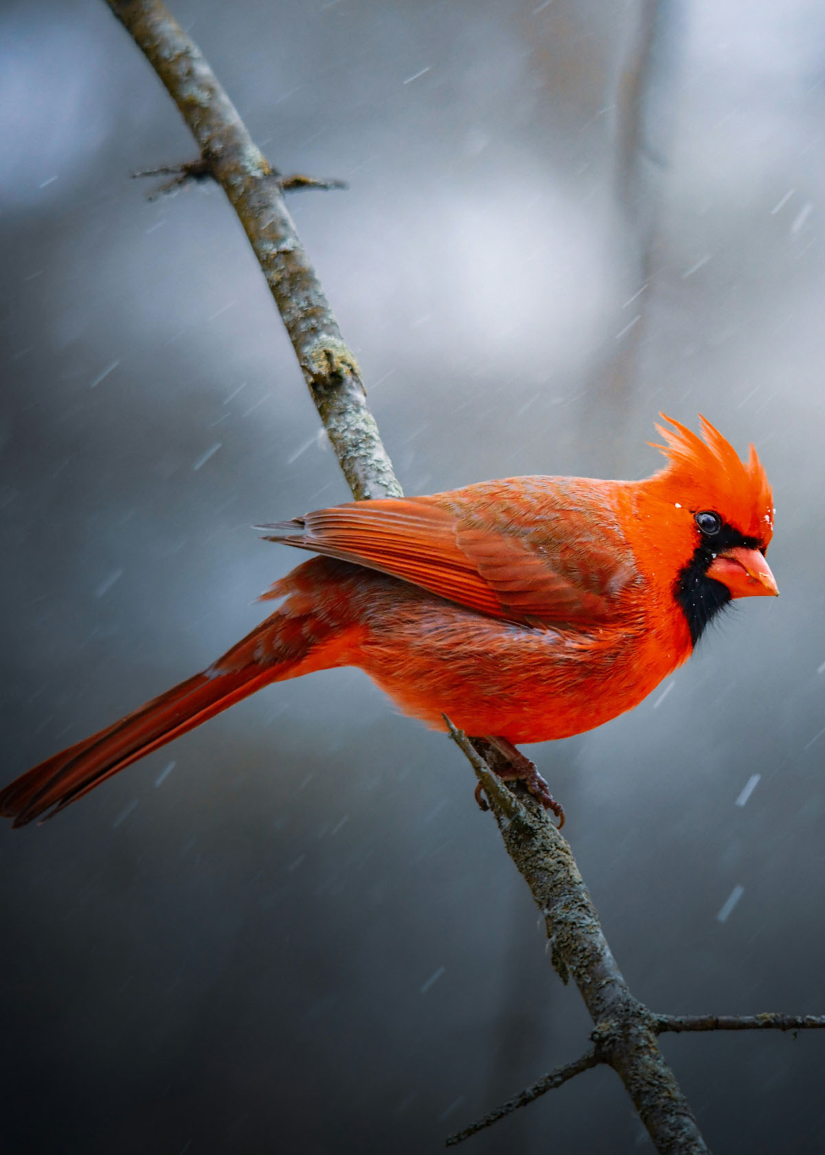 Cardinal_Mobil